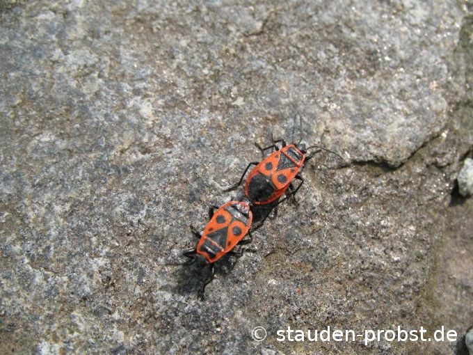 Käfer 