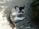katzen