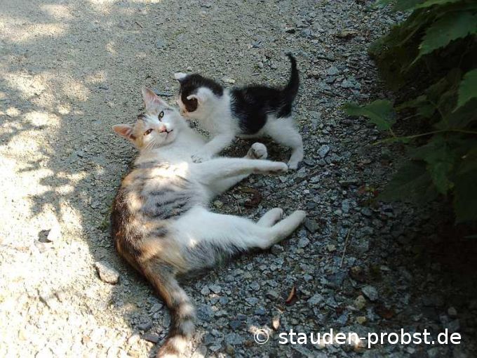Katzen
