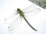 libelle