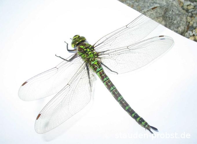 Libelle