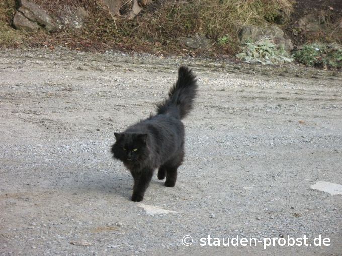 Raubtier