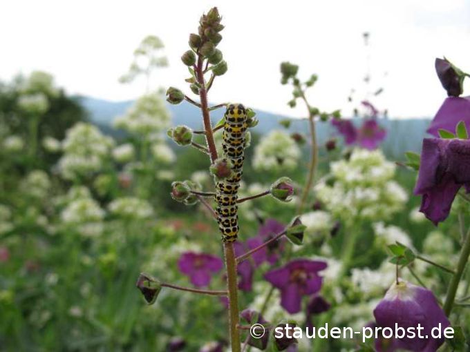 Raupe vom Schwalbenschwanz