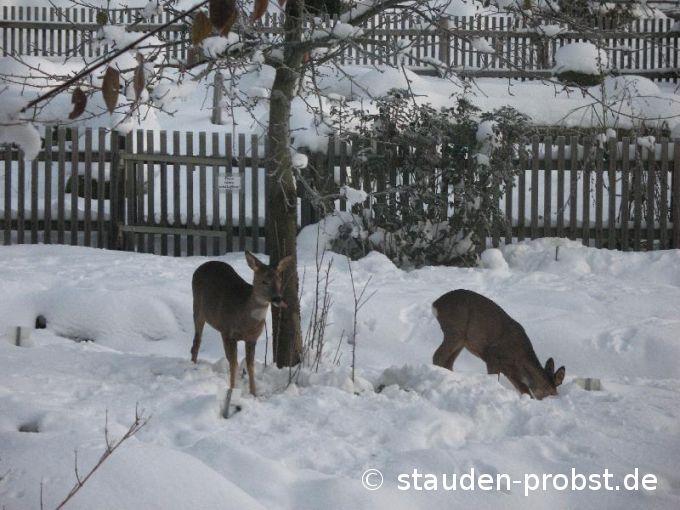 Scheues Waldtier mit drei Buchstaben