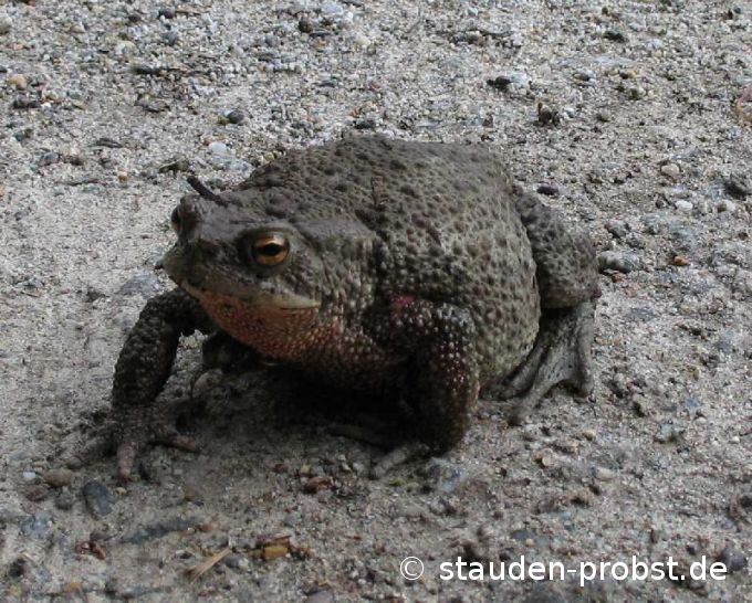 Riesenkröte