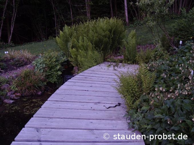 Ringelnatter Sonnenbad