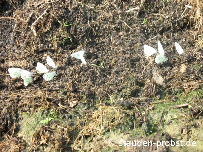 Schmetterlingstränke beim Komposthaufen