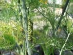 schwalbenschwanzraupe-an-fenchel