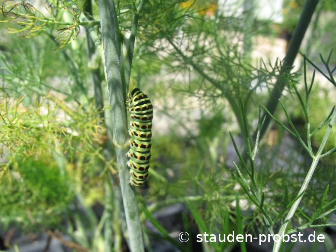 Schwalbenschwanzraupe an Fenchel