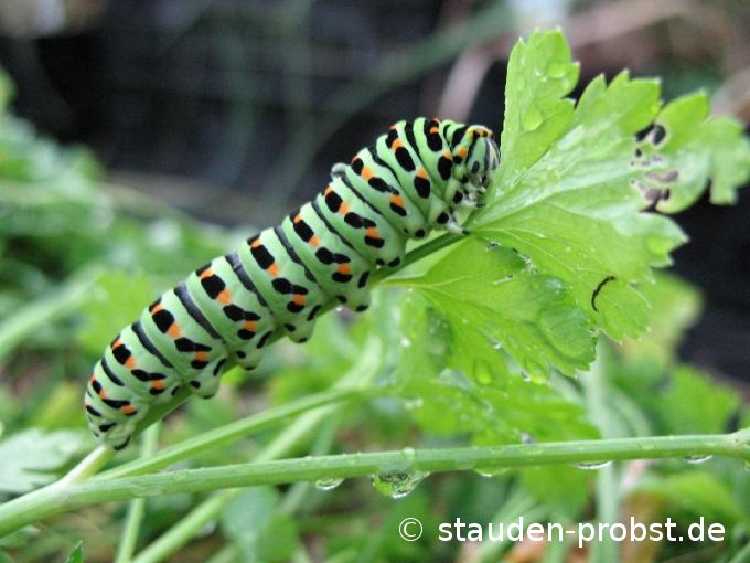 Schwalbenschwanzraupe an Petersilie