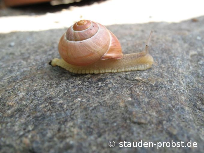 So klein, aber schon ein eigenes Haus