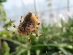 spinne-beim-abhaengen