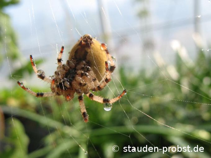 Spinne beim Abhängen