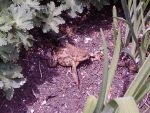 tierdrama-1