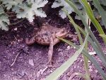 tierdrama-2