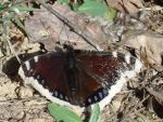 trauermantel