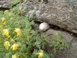 weinbergschnecke