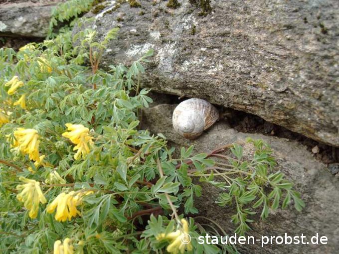 Weinbergschnecke