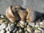 weinbergschnecken-sex