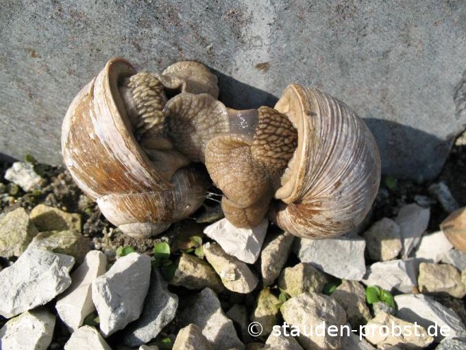 Weinbergschnecken Sex