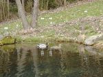 wildenten