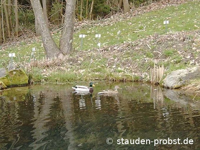 Wildenten
