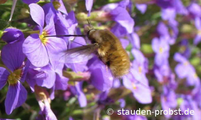 Wollschweber (Hummelfliege) an Blaukissen